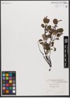 Foto von Salix reticulata L.